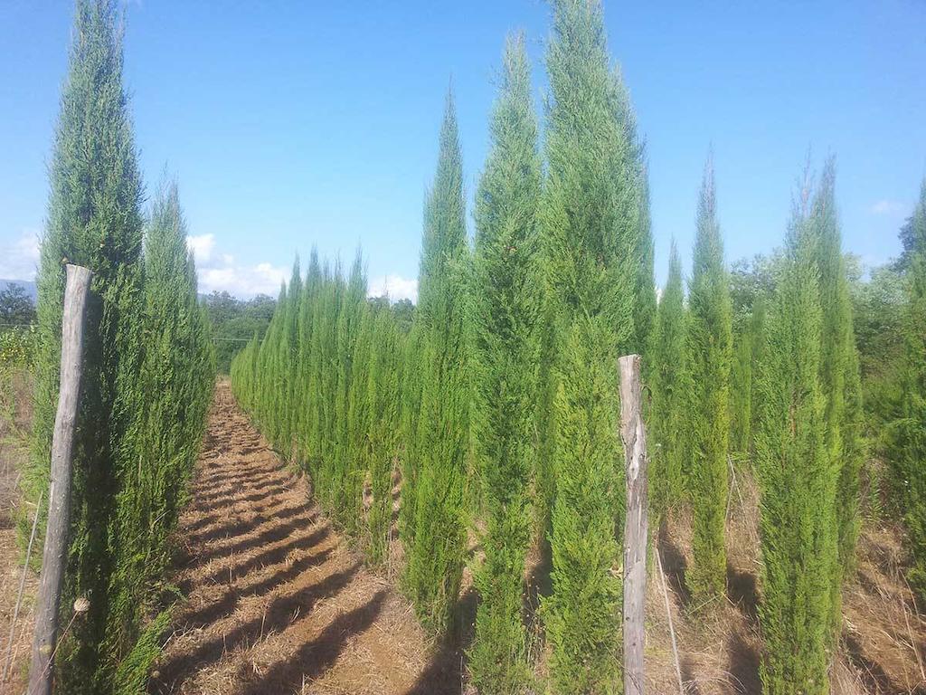 Agricampeggio Madonna Di Pogi Bucine Exterior foto